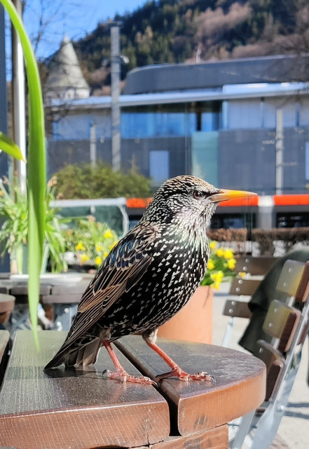 Photo of a starling on a pavement coffee table. A light rail streetcar, a glass office building, a hill and blue sky in the background.
