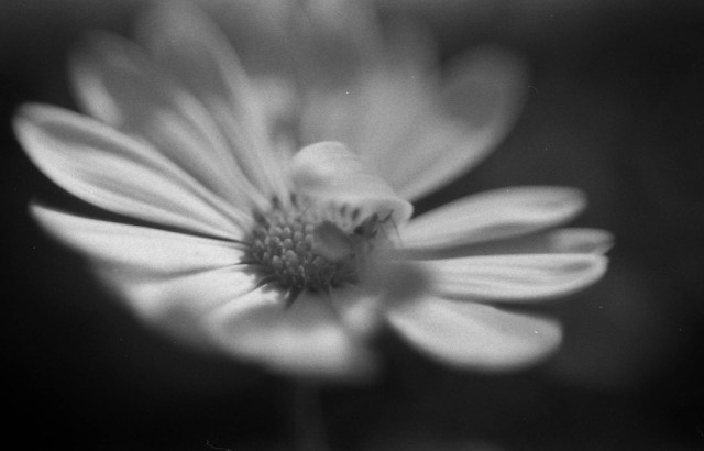 A white flower with one petal folded over. A tiny spider is sheltering under the petal. Only a narrow strip of the picture is in focus.