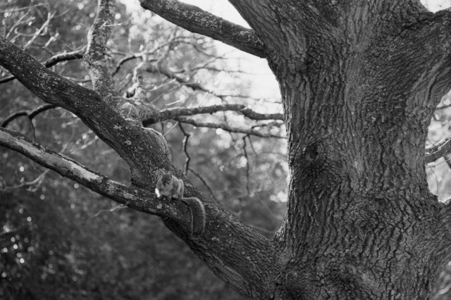 A squirrel sits on a bough of a tree. The main trunk dominates the right half of the frame and has a beautifully textured bark, while the squirrel's bushy tail hangs nicely over the bough.