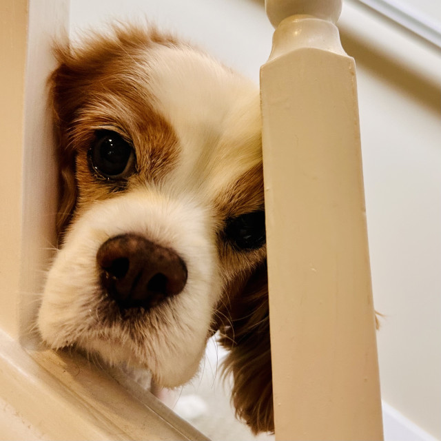 A Cavalier King Charles spaniel poking her head from the stairs 