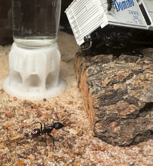 The same ant near the water feeder and crashed sugar train enrichment/training area