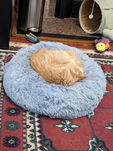 a fluffy round orange cat on a fluffy round blue bed