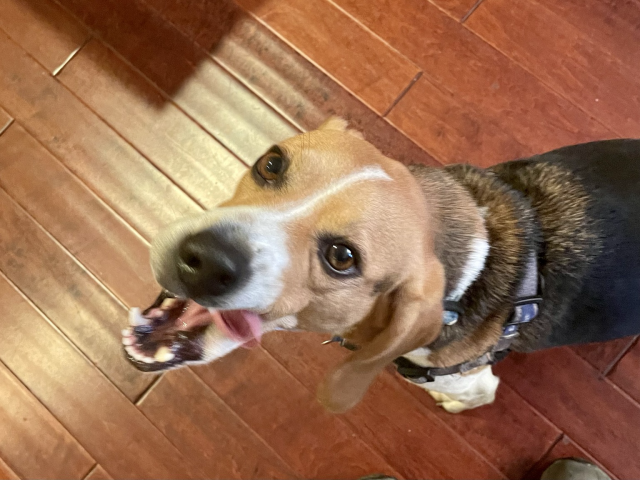 A happy beagle licking its chops as if to say, “Oyster sauce is lip-smackin’ good!”