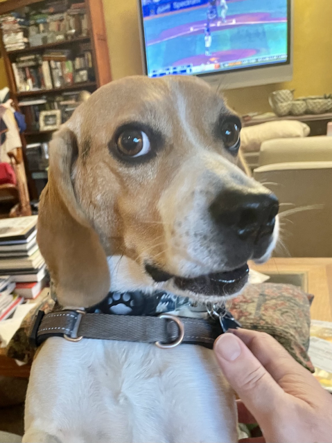 A startled beagle gives the side-eye and asks, “What do you mean there’s no more for me?!”