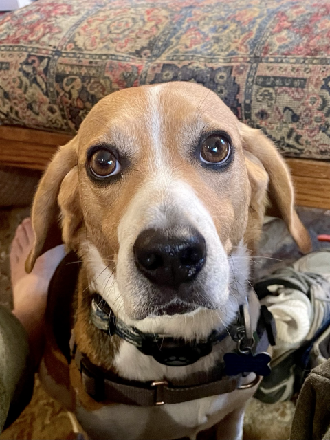 A sad, sorrowful, starving beagle has not received more oyster sauce. He cranks up the puppy eyes and asks, “DO YOU NOT SEE ME STARVING BEFORE YOUR VERY EYES?!!!!!”