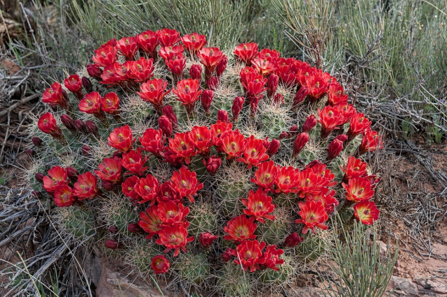 A dome shaped low growing cactus cover in dozens of bright red blossoms.