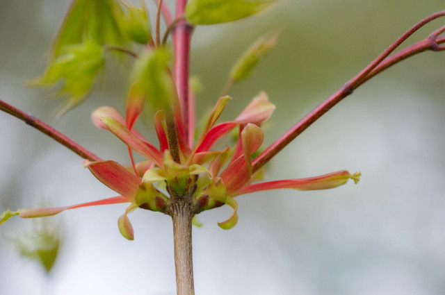 Colour photo of new red-coloured stems erupting from opened buds on a branch. The fresh growth that springs up towards the top of the picture ends in leaves that are mostly out of shot. The depth of field is shallow with some of the main subject out of focus and the background is completely blurred.