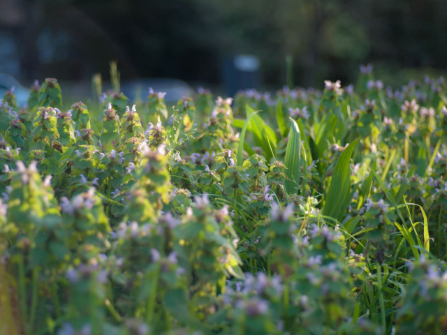 Colour photograph of a bed of small green plants wtih smaller purple-white flowers scattered among them. Late afternoon sunlight highlights the occasional leaf or blooms.