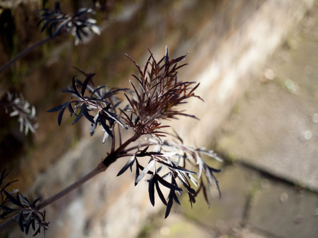 Colour photograph of a dark red plant with many sets of thin spiky leaves. Sunlight highlights some of them; others are silhouetted against the brightly lit sections of the out-of-focus background, an unremarkable section of wall and pavement.