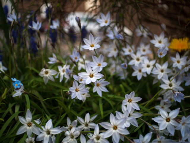 Colour photo of many six-limbed star-shaped white flowers springing out of a bed of slim green leaves. The focus on the central flowers is emphasized by the slight vignetting and blurry focus towards the corners of the frame.