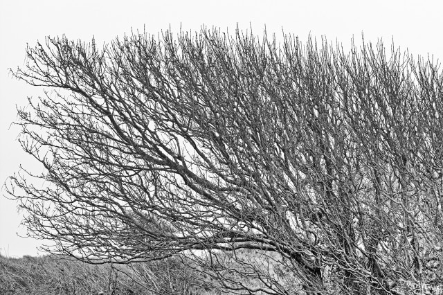 A winter tree in black and white 