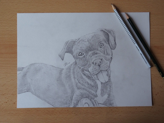 Traditionalart
Ein Portrait eines Hundes mit Bleistift gezeichnet. Das Bild wurde später eingerahmt.