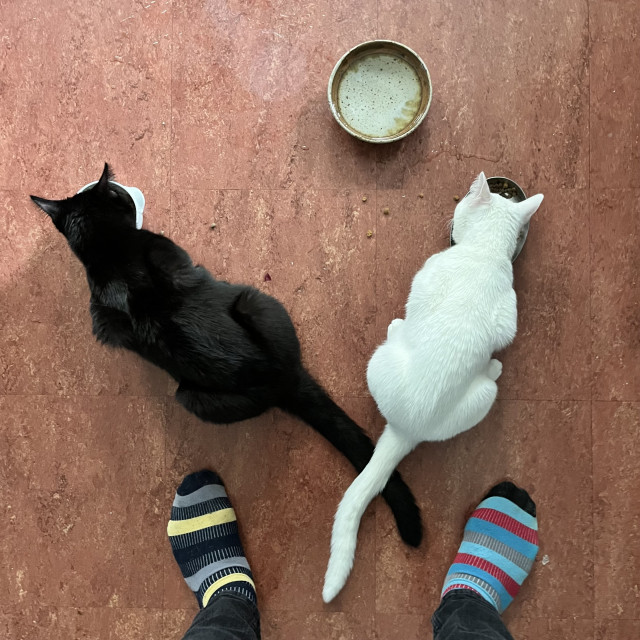 From above, we see a black cat and a white cat eating in separate bowls, their tails overlapped. Also seen is a water dish and the colorfully unmatched socks on two human feet.