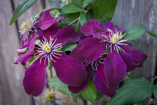 Color photo of large, deep-purple clematis flowers with yellow stamens growing on a vine next to a wooden fence. 