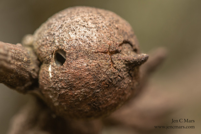 A large, round brown gall attached to an out of focus branch with a visible hole on one side.