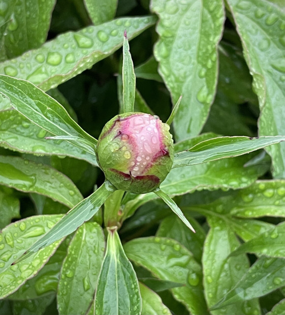 In the rain I walked.
Here is a picture of a peony bud I came across in the drizzle.
One incident caused me to hyperventilate twice that afternoon. But after crying like an idiot, I walked as usual. I walked 4 km in the rain.
No matter how sad I am, I have to accomplish this routine.
I usually walk more in hard times.
Mindlessly. 
'無心〜mushin' That's a good way to avoid thinking about painful things that I learned from my doctor.

