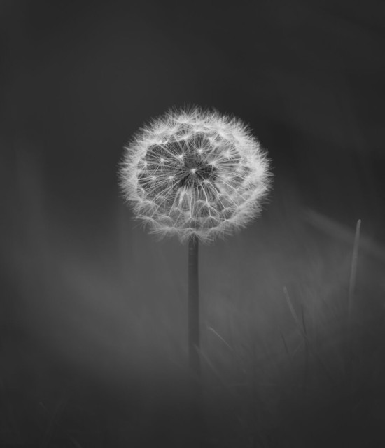 A black and white close up of a dandelion with a seed ball in the grass. The images is taken from a low angle showing out of focus blades of grass in the foreground and background. The dandelion is positioned in the center of the image.