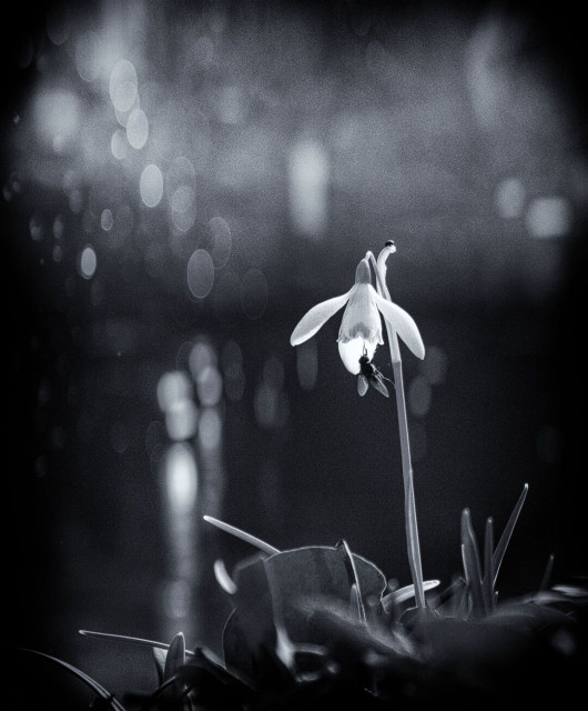 Black and white photo of a single snowdrop flower with a bokeh background.