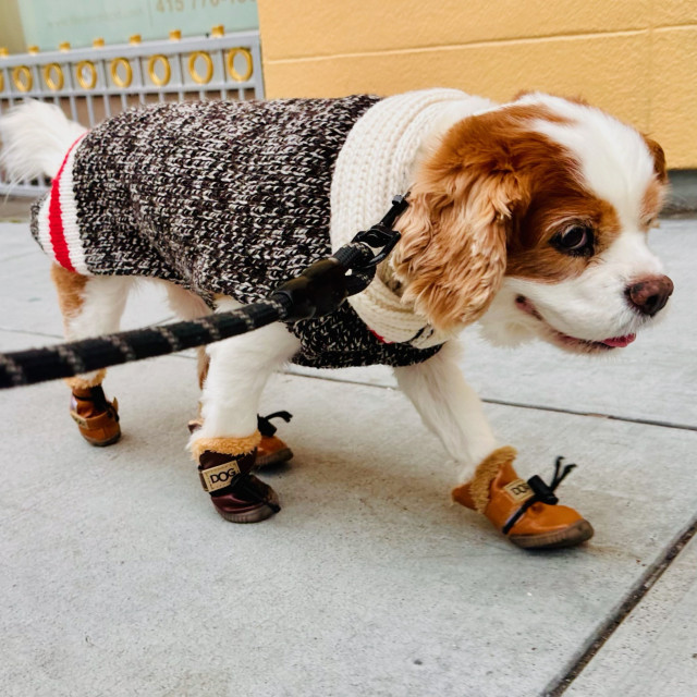 A photo of cookie walking down a street smiling with a jacket and boots on