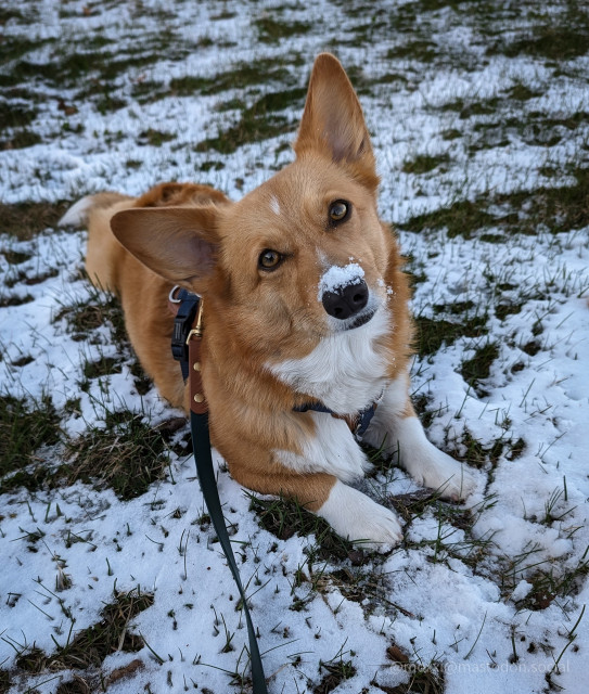 moxxi the corgi is outside laying down on the grass covered in a thin layer of snow. her head is tilted to the left and she has a bit of snow on her nose.