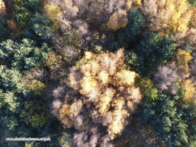 Drone photo of trees and shadows, with autumn colours