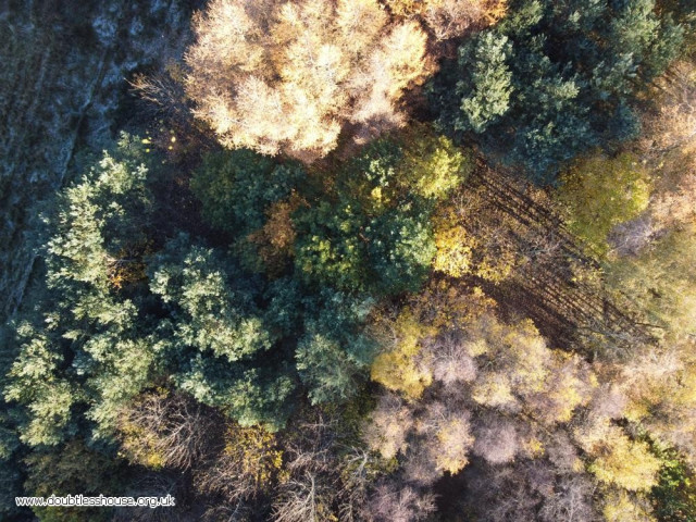 Drone photo of trees and shadows, with autumn colours