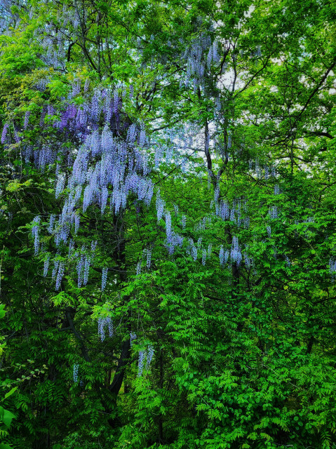 A wall of trees with leaves that have that spring brightness to them. A whole bunch of light purple wisteria blooms are hanging high up in the trees, mostly in the upper left of the image.