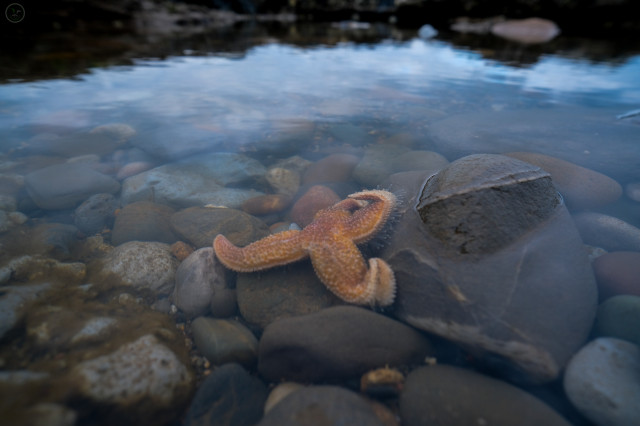 Yellow/orange starfish in tidal pool with rocks and peddles surrounding