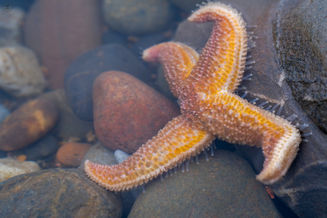 Close shot of yellow/orange starfish in tidal pool with rocks and peddles surrounding