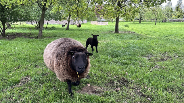 Mom and baby sheep