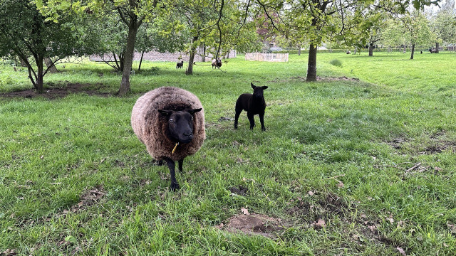 Sheep and baby sheep 