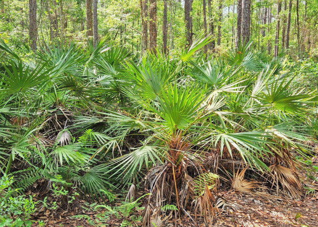 From a nature trail looking deep into the surrounding forest of incredibly tall trees and tall lush green overgrowth and saw palmetto plants.