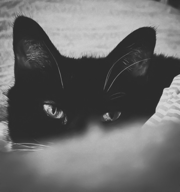 Das Foto zeigt das Gesicht einer Katze in Schwarz-Weiß. Ihre Augen blicken direkt in die Kamera, was einen intensiven und fokussierten Ausdruck vermittelt. Die Ohren sind aufmerksam nach oben gerichtet, und das Fellmuster ist detailliert sichtbar.