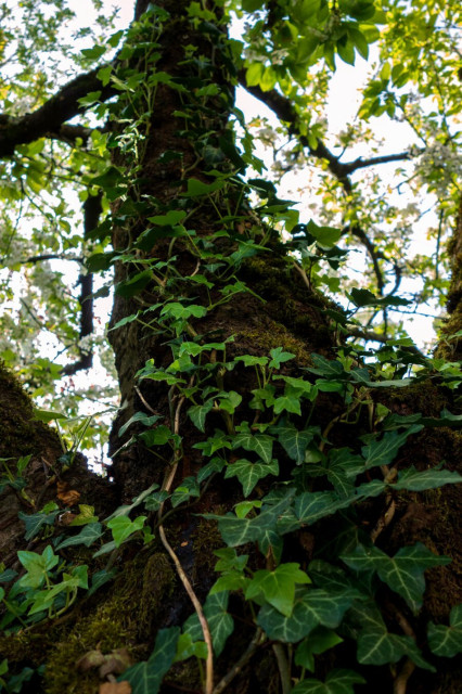 ivy on a tree