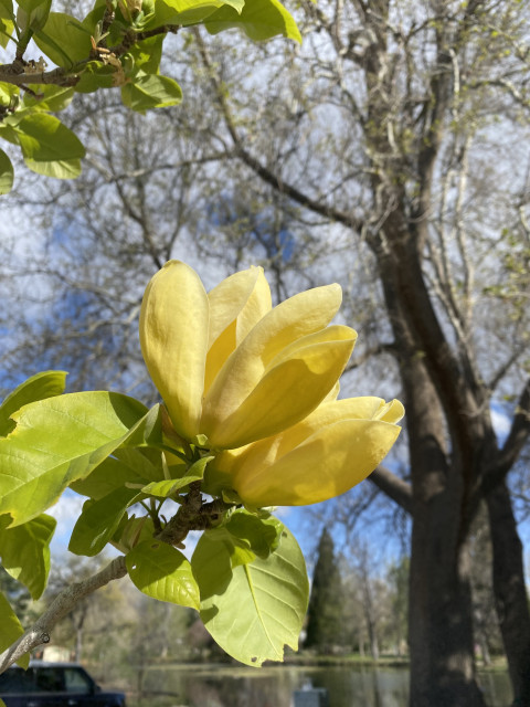 Cheerfully beautiful yellow magnolia blossoms in sunlight. 