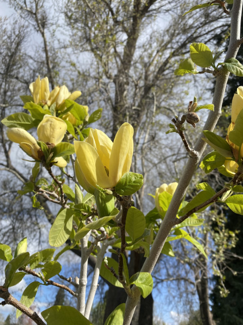 More yellow magnolias. Chilly looking clouds in the sky. 
