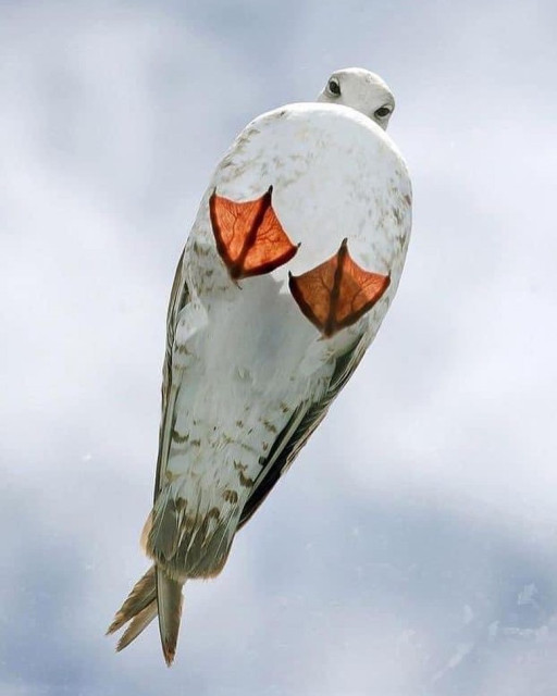 Seagull on a glass roof