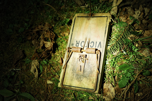 a (victor) rat trap (illuminated at night by headlamp) lies disabled in the grass
