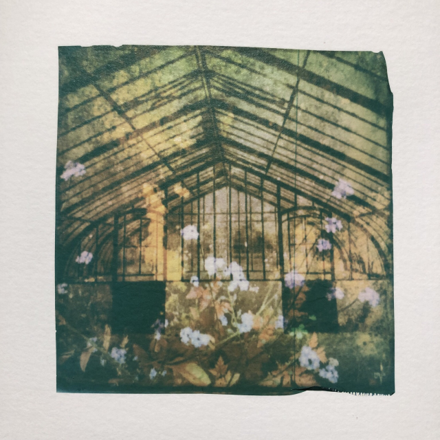 Double exposure photography : a greenhouse structure at the background and flowers of wild weeds at the front. Yellow tones. Polaroid emulsion lift.