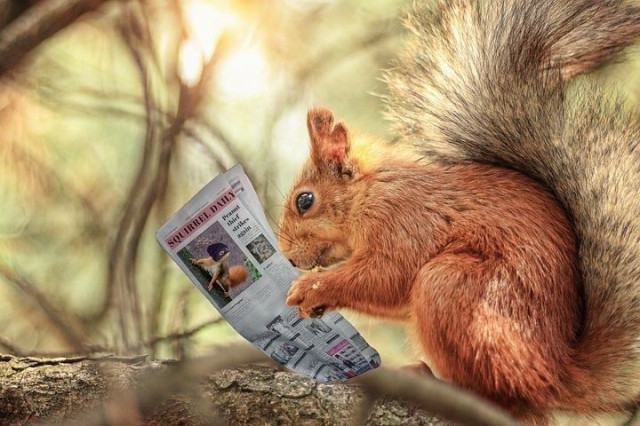 Picture a red squirrel standing on a branch reading the newspaper.