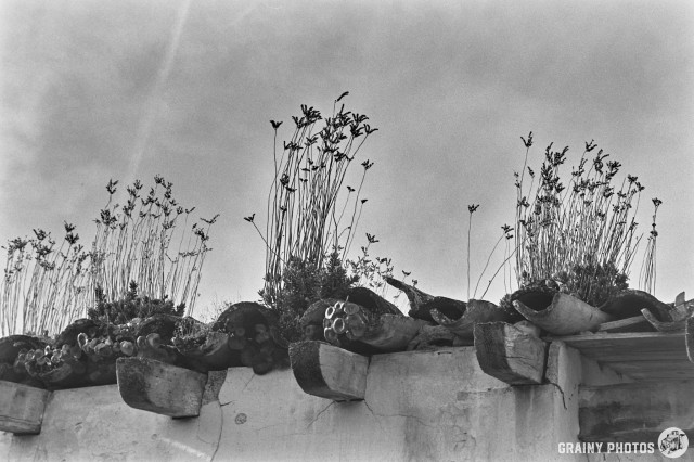 A black-and-white film photo of weeds growing on the rooftiles of an abandoned house.-
