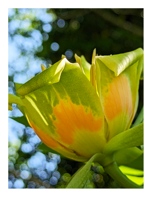 low angle view of a flower with green, orange and yellow vertical petals, curled out at top with leaves below. the afternoon sun lights part of the blossom's inside. stamen cast a shadow onto one petal. the background is out of focus blue sky and shaded green trees.