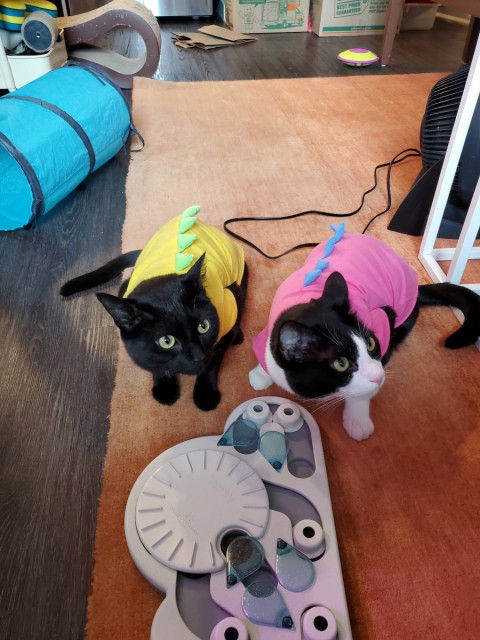 A black cat wearing a yellow onesie with green dinosaur spikes down the back, and a tuxedo cat in pink with blue, are crouched in front of a complicated looking good puzzle. They are looking to the side. Their ears are forward and their muzzles relaxed, showing they are ok with dinosaur lyfe. 