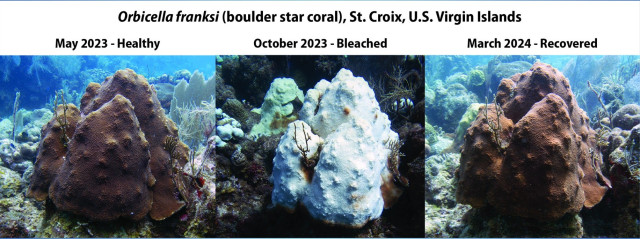 photos - bleached coral