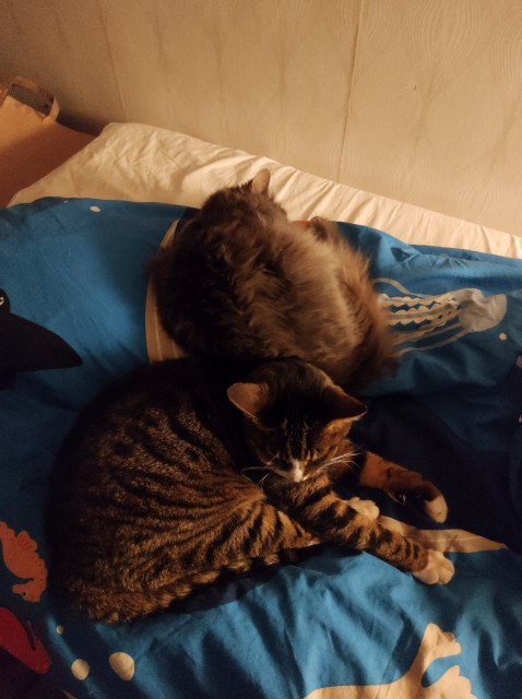 Two cats on a bed. They are very cute, and tired.