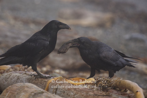 Two ravens on the shoreline exchanging a piece of wood.