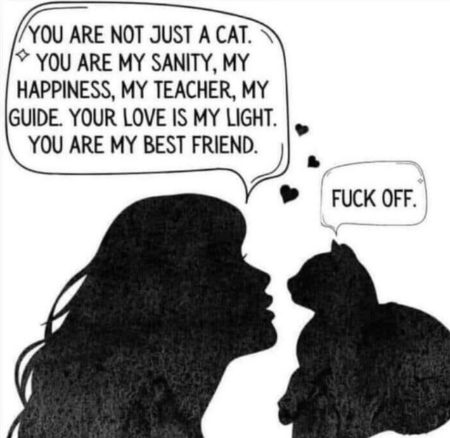 Silhouette of a person talking to their cat, 
they say "You are not just a cat. you are my sanity, my happiness, my teacher, my guide. your love is my light. you are my best friend."
cat responds: "fuck off"