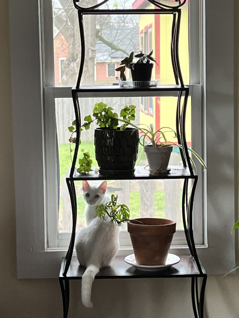 a white cat sits on the lower shelf of a multi-tiered plant stand in front of a window and turns back to look at us