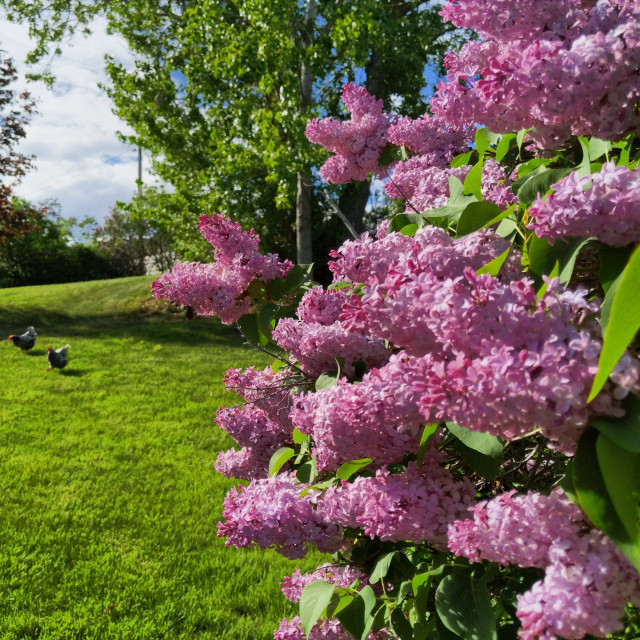 A cropped photo of lilacs with chickens in the background. Many clusters of lilac blossoms appear on the right, the left is recently mowed lawn where a couple of chickens are grazing. The lilacs are very vivid and lilac colored.