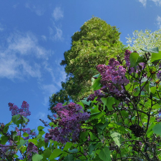 A cropped photo of lilac blossoms. It is a view upwards, the lilac flowers in partial shadows, there is an arborvitae shooting up into the sky directly overhead. The sky is blue with some wispy clouds. The top of a silver birch is near the upper right corner.